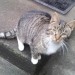 Young Tabby found in Cloghroe/Tower area