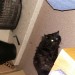 Donnybrook hill lost black long haired cat