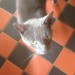 Male Cat found in Leap, West Cork
