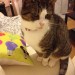 Milly , brown and white tabby lost in Ballyviniter, Mallow