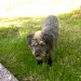 Older dog lost in Killeagh area