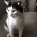 Male Black and White Cat Missing- Please Help