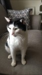 Male Black and White Cat Missing- Please Help