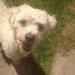 Bichon Frise found in Garryvoe