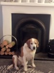 Male beagle, Browne/black/white. Tyson