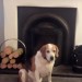 Male beagle, Browne/black/white. Tyson