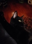 MALE BLACK CAT LOST IN UNION HALL