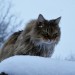 Longhaired female cat lost in Charleville, co. Cork