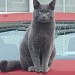 George is a male Grey cat lost in Glanmire