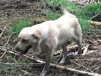 Male Golden Labrador lost in Bottle hill area