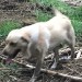 Male Golden Labrador lost in Bottle hill area