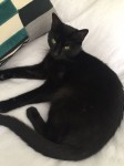 lost jet balck female cat in watergrasshill area