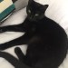 lost jet balck female cat in watergrasshill area
