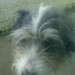 Black and white terrier lost in Bishopstown