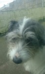 Black and white terrier lost in Bishopstown