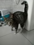 Tabby neutered male found