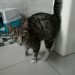 Tabby neutered male found
