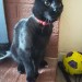 Missing black cat with red collar near western road