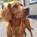 Red Setter lost in Glanmire