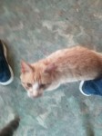 Male Marmalade/Ginger cat found – Mitchelstown