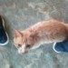 Male Marmalade/Ginger cat found – Mitchelstown