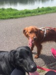 RED SETTER LOST IN GLANMIRE