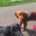 RED SETTER LOST IN GLANMIRE