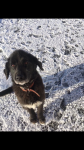 Male black retriever / sheepdog cross in charleville/ kilmallock area