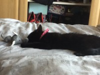 Female 1 year old black cat