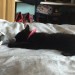 Female 1 year old black cat