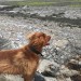 red setter lost in Cork city