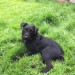 Lost black Patterdale terrier- answers to Oscar in Kerry, Tralee KERRY area.