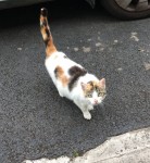 Cat found near Carrick on Suir