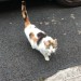 Cat found near Carrick on Suir