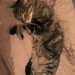 Young female tabby lost in Ballybrowney area of Rathcormac