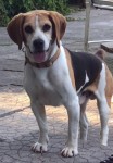 Male beagle lost in kilkenny area