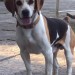 Male beagle lost in kilkenny area