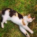 Ginger ,white and black female cat lost in Killorglin Co Kerry