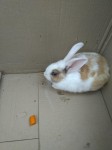 Rabbit found in Cork City