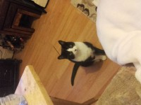 Female Cat Missing Blackpool Cork Area