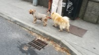 2 Dogs together lost in limerick