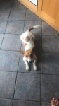Male Jack Russell found in Wilton