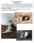 Missing cat Richmond / Patricks hill