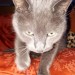 Lost smokey grey/blue male neutered cat.  Name Levi