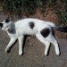 Neutered male cat, Kilmichael area