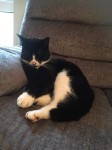 MALE BLACK AND WHITE CAT LOST IN CLONAKILTY