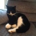 MALE BLACK AND WHITE CAT LOST IN CLONAKILTY