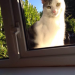 Male white/tabby cat lost in blackrock