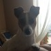 Jack russel lost in Mallow