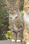 Gray and black tabby male cat lost in waterfall/gogginshill area